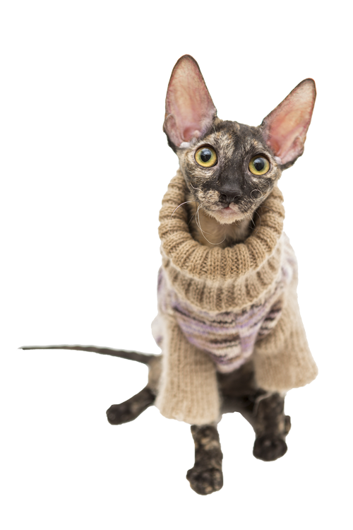 cappottino gatto
