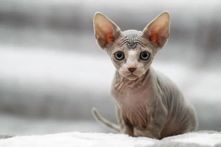 kit allevatori sphynx shower gel