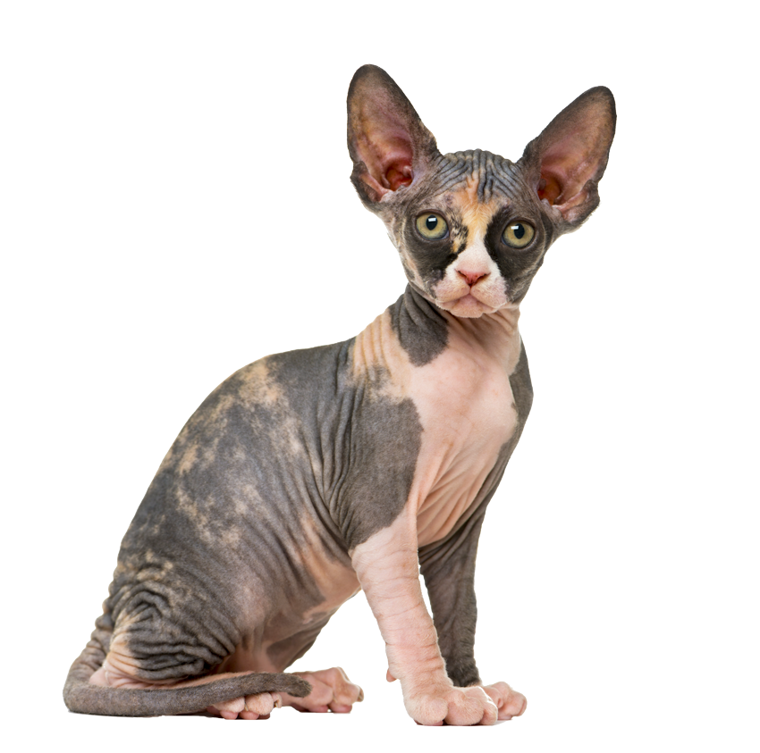 prodotti lavaggio gatto